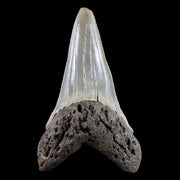 2.1" Quality Cosmopolitodus Hastalis Mako Shark Tooth Serrated Fossil Miocene Age