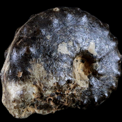 3.3" Mammites Nodosoides Ammonite Fossil Shell Upper Cretaceous Age Morocco - Fossil Age Minerals