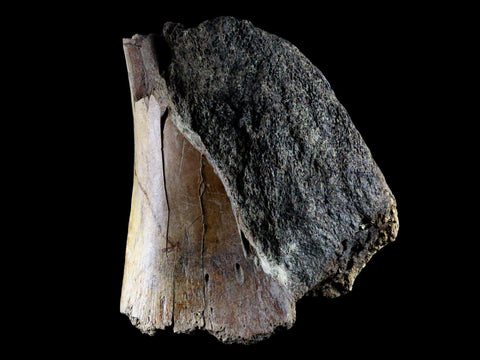 5.3 Edmontosaurus Fossil Humerus Bone Lance Creek Cretaceous Dinosaur WY COA - Fossil Age Minerals