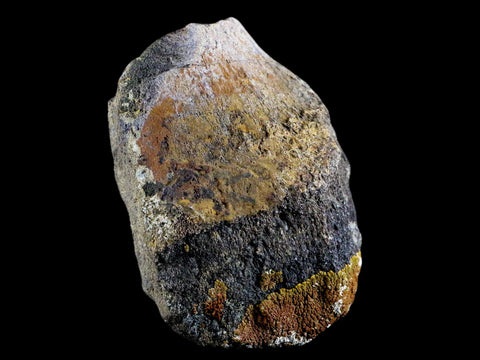 4.1" Chasmosaurus Fossil Limb Bone Judith River FM Cretaceous Dinosaur MT COA - Fossil Age Minerals