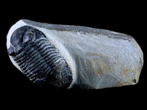 1.7" Paralejurus Hamlagdadicus Trilobite Fossil Morocco Devonian Age 400 Mil Yrs COA - Fossil Age Minerals
