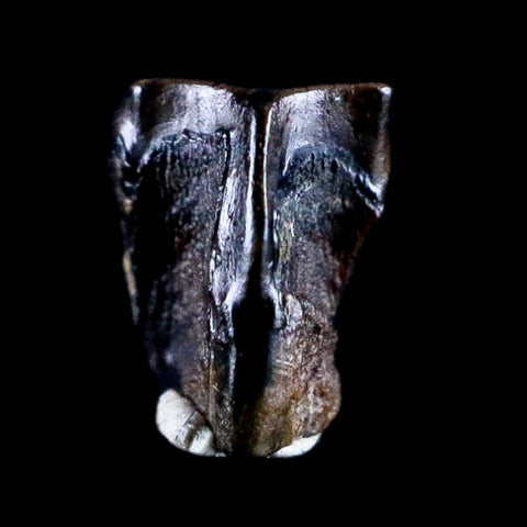 0.3" Lambeosaurus Tooth Fossil Judith River FM Cretaceous Dinosaur COA & Display - Fossil Age Minerals