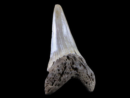 2.1" Quality Cosmopolitodus Hastalis Mako Shark Tooth Serrated Fossil Miocene Age