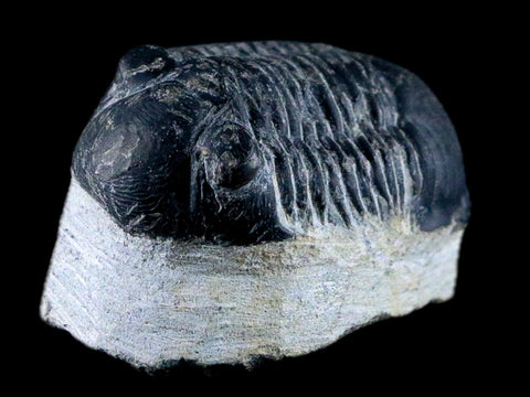 1.7" Paralejurus Hamlagdadicus Trilobite Fossil Morocco Devonian Age 400 Mil Yrs COA - Fossil Age Minerals