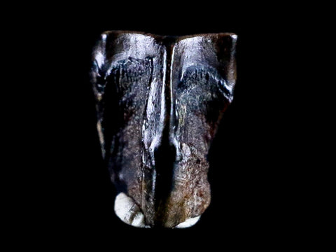 0.3" Lambeosaurus Tooth Fossil Judith River FM Cretaceous Dinosaur COA & Display - Fossil Age Minerals
