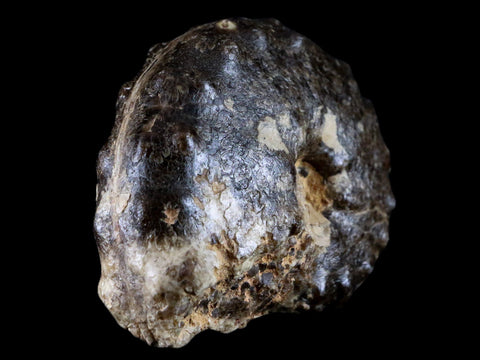 3.3" Mammites Nodosoides Ammonite Fossil Shell Upper Cretaceous Age Morocco - Fossil Age Minerals