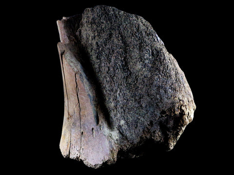 5.3 Edmontosaurus Fossil Humerus Bone Lance Creek Cretaceous Dinosaur WY COA - Fossil Age Minerals