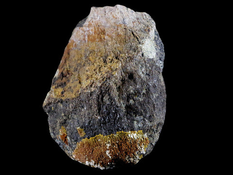 4.1" Chasmosaurus Fossil Limb Bone Judith River FM Cretaceous Dinosaur MT COA - Fossil Age Minerals
