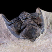 1.9" Metacanthina Issoumourensis Trilobite Fossil Devonian Age 400 Mil Yrs Old COA