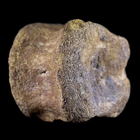 2.5" Edmontosaurus Fossil Tail Vertebrae Bone Lance Creek Dinosaur WY COA - Fossil Age Minerals