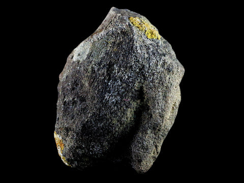 4.1" Chasmosaurus Fossil Limb Bone Judith River FM Cretaceous Dinosaur MT COA - Fossil Age Minerals