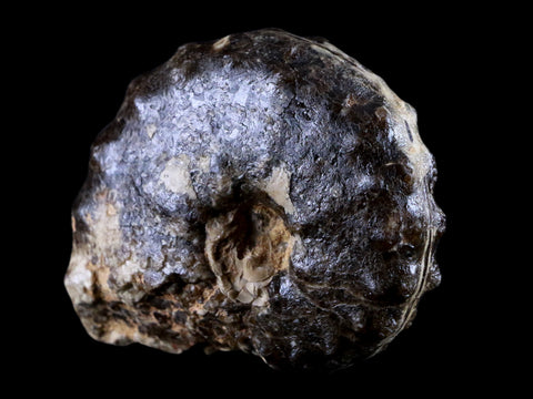 3.3" Mammites Nodosoides Ammonite Fossil Shell Upper Cretaceous Age Morocco - Fossil Age Minerals