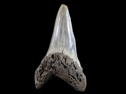 2.1" Quality Cosmopolitodus Hastalis Mako Shark Tooth Serrated Fossil Miocene Age - Fossil Age Minerals