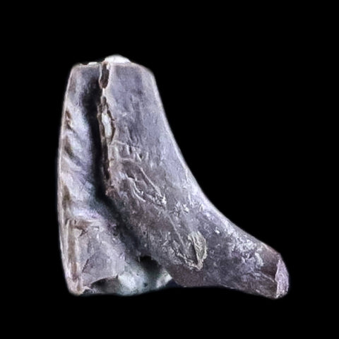 0.3" Dimetrodon Claw Fossil Permian Age Reptile Waurika Oklahoma COA, Display - Fossil Age Minerals