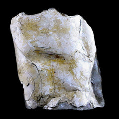 Baculite Fossil Collection