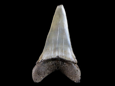 2.1" Quality Cosmopolitodus Hastalis Mako Shark Tooth Serrated Fossil Miocene Age - Fossil Age Minerals