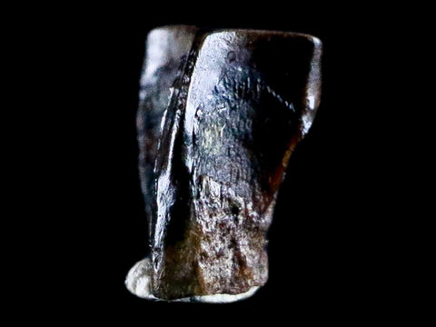 0.3" Lambeosaurus Tooth Fossil Judith River FM Cretaceous Dinosaur COA & Display - Fossil Age Minerals