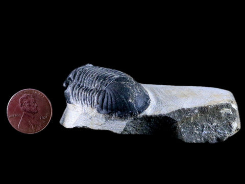 1.7" Paralejurus Hamlagdadicus Trilobite Fossil Morocco Devonian Age 400 Mil Yrs COA - Fossil Age Minerals