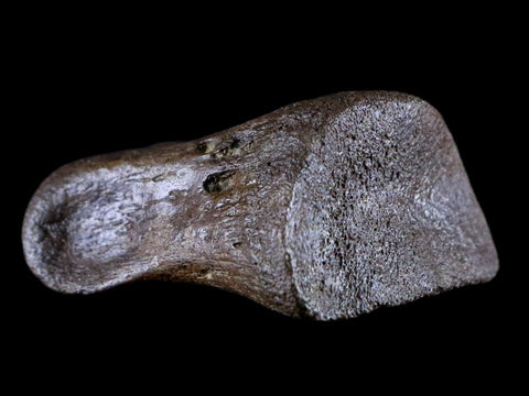 1.3" Thescelosaurus Fossil Toe Bone Cretaceous Dinosaur Age Hell Creek Montana - Fossil Age Minerals