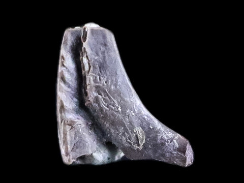 0.3" Dimetrodon Claw Fossil Permian Age Reptile Waurika Oklahoma COA, Display - Fossil Age Minerals