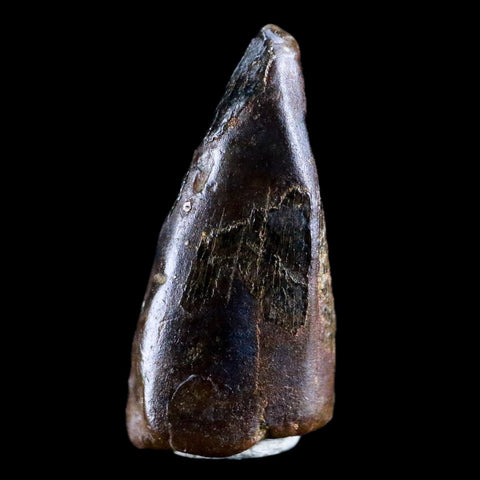 0.8" Albertosaurus Fossil Juvenile Premax Tooth Tyrannosaur Cretaceous Dinosaur COA - Fossil Age Minerals