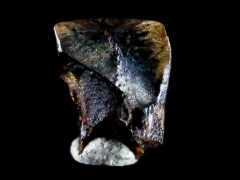 0.3" Lambeosaurus Tooth Fossil Judith River FM Cretaceous Dinosaur COA & Display - Fossil Age Minerals