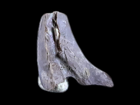 0.3" Dimetrodon Claw Fossil Permian Age Reptile Waurika Oklahoma COA, Display - Fossil Age Minerals