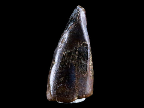0.8" Albertosaurus Fossil Juvenile Premax Tooth Tyrannosaur Cretaceous Dinosaur COA - Fossil Age Minerals