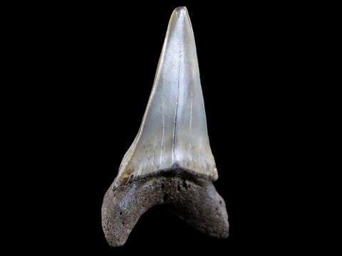2.1" Quality Cosmopolitodus Hastalis Mako Shark Tooth Serrated Fossil Miocene Age - Fossil Age Minerals