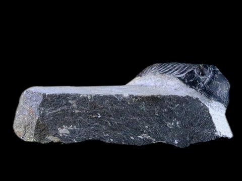 1.7" Paralejurus Hamlagdadicus Trilobite Fossil Morocco Devonian Age 400 Mil Yrs COA - Fossil Age Minerals