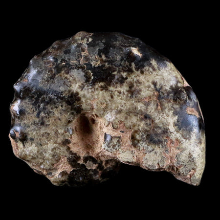 2.9" Mammites Nodosoides Ammonite Fossil Shell Upper Cretaceous Age Morocco