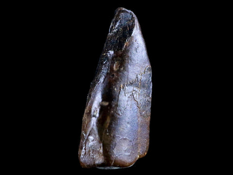 0.8" Albertosaurus Fossil Juvenile Premax Tooth Tyrannosaur Cretaceous Dinosaur COA - Fossil Age Minerals