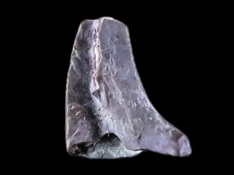 0.3" Dimetrodon Claw Fossil Permian Age Reptile Waurika Oklahoma COA, Display - Fossil Age Minerals