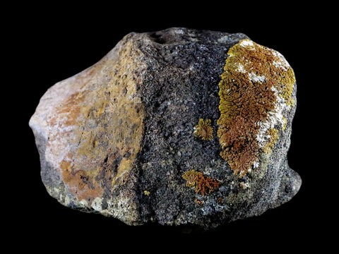 4.1" Chasmosaurus Fossil Limb Bone Judith River FM Cretaceous Dinosaur MT COA - Fossil Age Minerals