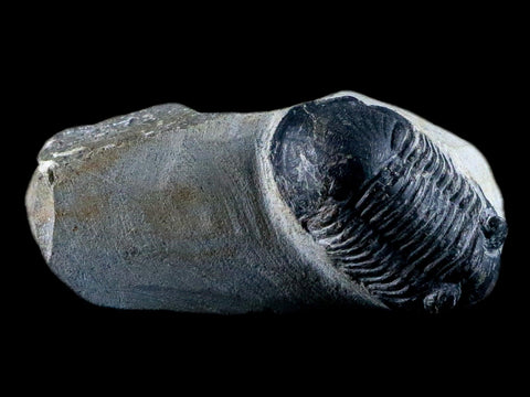 1.7" Paralejurus Hamlagdadicus Trilobite Fossil Morocco Devonian Age 400 Mil Yrs COA - Fossil Age Minerals