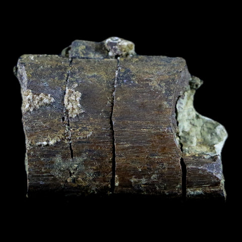 1.6" Diplodocus Rib Bone Fossil Morrison FM Wyoming Jurassic Age Dinosaur COA - Fossil Age Minerals