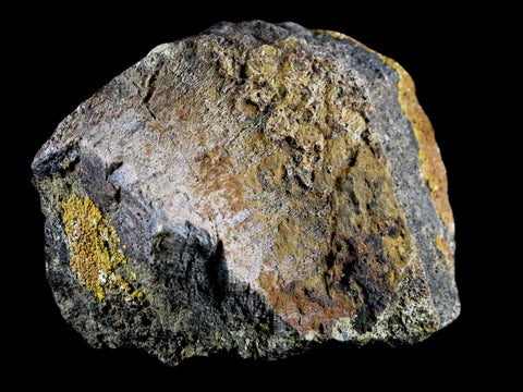 4.1" Chasmosaurus Fossil Limb Bone Judith River FM Cretaceous Dinosaur MT COA - Fossil Age Minerals