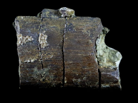 1.6" Diplodocus Rib Bone Fossil Morrison FM Wyoming Jurassic Age Dinosaur COA - Fossil Age Minerals