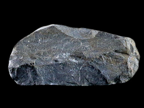 1.7" Paralejurus Hamlagdadicus Trilobite Fossil Morocco Devonian Age 400 Mil Yrs COA - Fossil Age Minerals