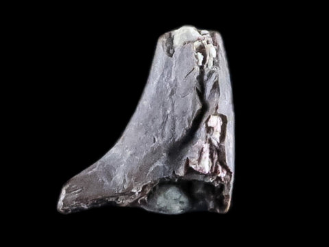 0.3" Dimetrodon Claw Fossil Permian Age Reptile Waurika Oklahoma COA, Display - Fossil Age Minerals