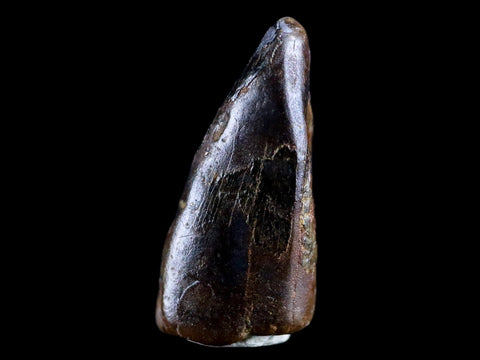 0.8" Albertosaurus Fossil Juvenile Premax Tooth Tyrannosaur Cretaceous Dinosaur COA - Fossil Age Minerals
