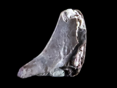 0.3" Dimetrodon Claw Fossil Permian Age Reptile Waurika Oklahoma COA, Display - Fossil Age Minerals
