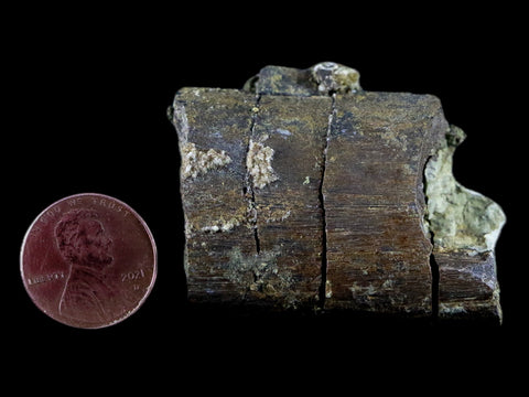 1.6" Diplodocus Rib Bone Fossil Morrison FM Wyoming Jurassic Age Dinosaur COA - Fossil Age Minerals