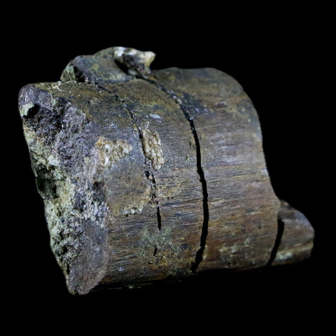 1.6" Diplodocus Rib Bone Fossil Morrison FM Wyoming Jurassic Age Dinosaur COA - Fossil Age Minerals