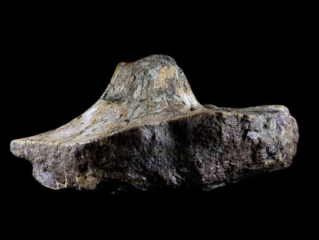 XL 9.1" Chasmosaurus Fossil Skull & Horn Judith River Cretaceous Dinosaur MT COA