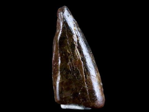 0.8" Albertosaurus Fossil Juvenile Premax Tooth Tyrannosaur Cretaceous Dinosaur COA - Fossil Age Minerals