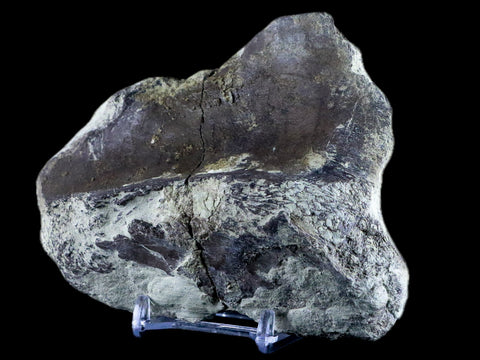 4.5" Diplodocus Bone Fossil Morrison FM Wyoming Jurassic Age Dinosaur COA - Fossil Age Minerals