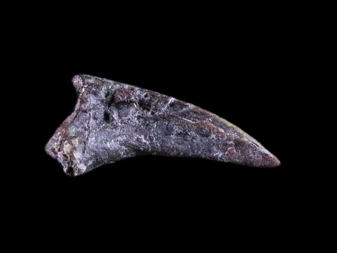 0.3" Dimetrodon Claw Fossil Permian Age Reptile Waurika Oklahoma COA, Display - Fossil Age Minerals