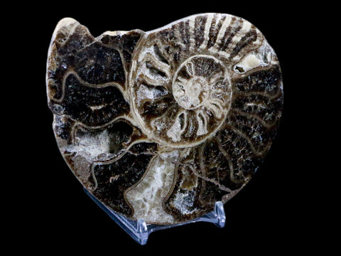 4.9" Choffaticeras Ammonite Fossil Cut Pair Shell Cretaceous Age Morocco Stands - Fossil Age Minerals