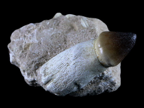 3" Globidens Mosasaur Fossil Tooth Root In Matrix Cretaceous Dinosaur Era COA - Fossil Age Minerals